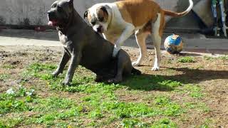 Cane Corso American bulldog fight to the death [upl. by Odlanyer5]