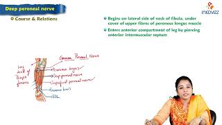 23  Common peroneal nerve Superficial peroneal nerve Deep peroneal nerve  Anatomy [upl. by Micheal]