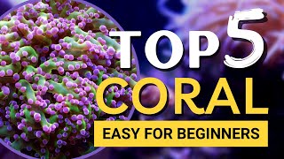 TOP 5 Corals for Beginners [upl. by Ennaeirb182]