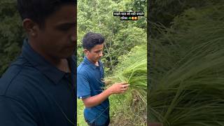 Bhaai ko ghas ko vari dekhda ma achammai parxu😝😋 nepalisong newsong viral shortvideo [upl. by Silbahc]