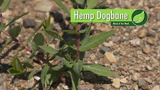 Weed of the Week 1024 Hemp Dogbane 111917 [upl. by Hylan]