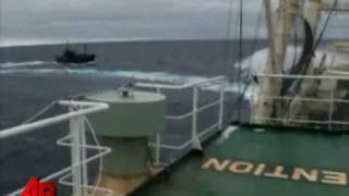 Raw Video Activists Vessel Whaler Collide [upl. by Season243]