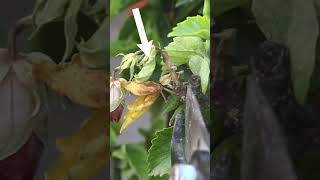 Heres How To Treat Hibiscus Dieback Disease [upl. by Eelac]