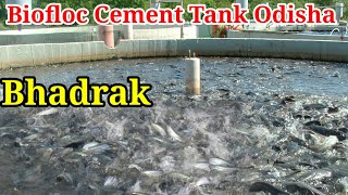 High Density Pangasius farming in BioFloc cement tankBiofloc fish farming in cement tank Odisha [upl. by White471]