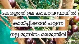 jaboticaba മരമുന്തിരി [upl. by Bernelle]