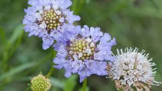 Facts about Scabiosa Pincushion Flower [upl. by Hoffer]