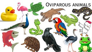 Oviparous animals  Oviparous animals name in english for kids  Oviparous animals name [upl. by Eedoj]