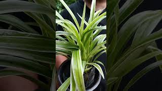 স্পাইডার প্ল্যান্ট Chlorophytum Comosumgardening indoorplantlover indoorplant [upl. by Christianson103]