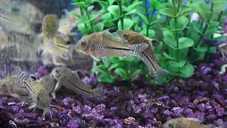 False Julii Cory Catfish [upl. by Hindu55]