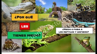 ¿Por qué le tienes miedo a las ranas y a los lagartos  Herpetofobia y Batracofobia  teorías [upl. by Ellerihs]