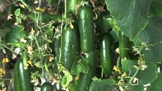 Hydroponic Cucumbers  Grown indoors with a LED grow light [upl. by Aenea]