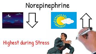 Norepinephrine noradrenaline  Effects Action uses in medicine explained simply [upl. by Wehner]