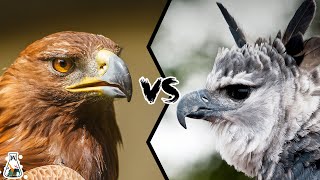 Golden Eagle VS Harpy Eagle  Who Is The King Of The Sky [upl. by Gerrard]