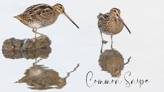 COMMON SNIPE  GALLINAGO GALLINAGO  WWT SLIMBRIDGE UK  NATURE amp WILDLIFE [upl. by Erving]