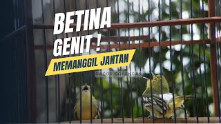 Sirtu Betina Memanggil Jantan ‼️ Pancingan Burung Sirtu Biar Bunyi Semakin Gacor [upl. by Yedarb]