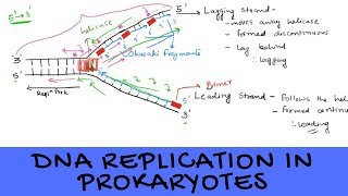 DNA Replication in Prokaryotes  An Overview [upl. by Hunger475]