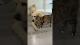 Funny Cat and Dog Mind Voice funny comedy cat dog shortsfeed funnyanimals animalvideos [upl. by Charmian572]