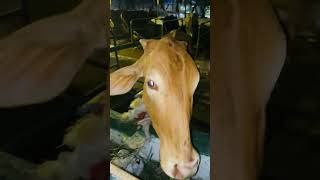 The Cow Sanctuary  අභයදානය  Pillayar Kovil  Bambalapitiya [upl. by Certie]