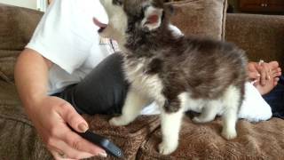 Husky Einstein puppy howling while watching youtube [upl. by Ezitram964]