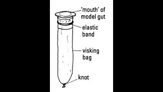 Visking tubing investigation model [upl. by Aivun]