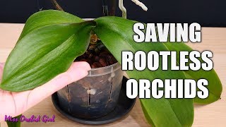 Saving my Phalaenopsis Orchid with limp leaves and no roots  Long discussion about cutting spikes [upl. by Adaj]