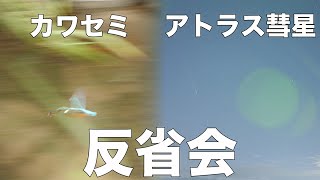 【紫金山アトラスとカワセミ】撮影が失敗しました💦ってことで雑談しましょう！ [upl. by Jerrilyn]