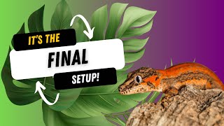 ITS THE FINAL 1V1 ENCLOSURE CHALLENGE Gargoyle geckos [upl. by Catherin]