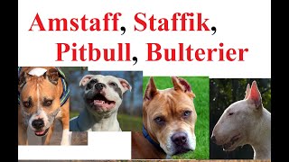 Amstaff Pitbull Staffik Bulterier  RÓŻNICE PORÓWNANIE [upl. by Annovaj592]