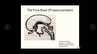 Development of thalamus  hypothalamus pituitary gland and cerebrum [upl. by Brackett767]