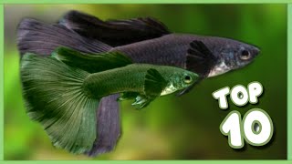 Top 10 Famous Guppy Fish Variety in the World [upl. by Harilda365]