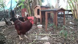 Sunshine Country Chickens Streaming Live From The Chicken Yard 9112022 Part 3 [upl. by Marylinda]