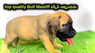 top quality Bull mastiff puppies for sale in telugu81797 87989 aj pets [upl. by Brooks]