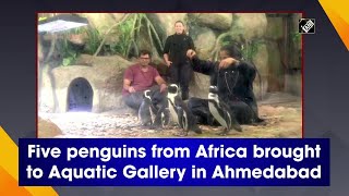 Five penguins from Africa brought to Aquatic Gallery in Ahmedabad [upl. by Nixon516]