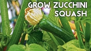 Growing Zucchini Squash  Advice Tips Harvest amp Recipe [upl. by Thurnau]