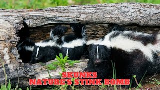 Skunks  Natures Stink Bomb [upl. by Annayek]