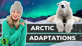 Arctic Adaptations  How Do Animals Survive The Cold [upl. by Uase]