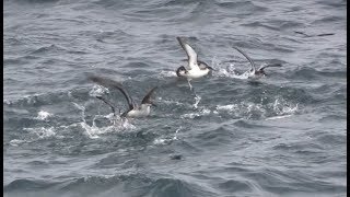 Shearwater spectacular Scilly North Atlantic August 2018 [upl. by Isleana]