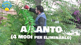 COME ELIMINARE L AILANTO  4 MODI DIVERSI  PIANTA INVASIVA INFESTANTE E PERICOLOSISSIMA [upl. by Blossom]