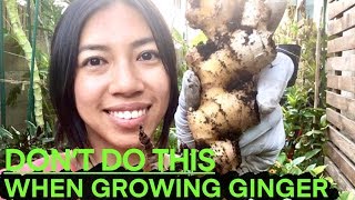 What NOT To Do When Growing Ginger Turmeric Galangal  Exciting Opportunity For You [upl. by Mahseh]