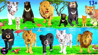 Big Cat Week 2023 Bengal Tiger Asiatic Lion Asiatic Bear Sloth Bear Sun Bear 13 [upl. by Rondon872]