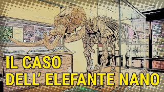 Paleontologia il quotcasoquot dellelefante nano siciliano custodito al Museo di Scienze della Terra [upl. by Heymann]