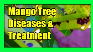 Mango Tree Diseases Mango Diseases Treatment and Prevention [upl. by Balliett]