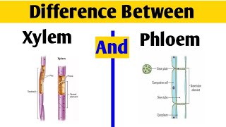 Difference between Xylem and Phloem in UrduHindi  Cells and Tissues [upl. by Eemyaj734]