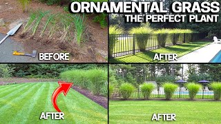 Growing HUGE Ornamental Grasses  Privacy amp EASY [upl. by Adieren]