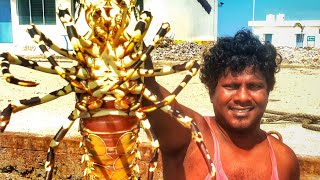 சிங்கி இறால் தொடுகறி  Lobster masala gravy recipe [upl. by Amiel]