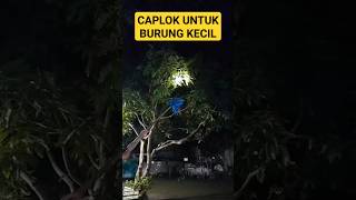 mencari burung di malam hari‼️poin 1 ekor burung kolibri kelapa vidioshort shorts [upl. by Acinonrev]