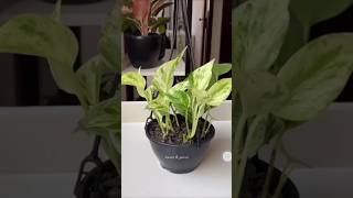 plants plantbased pothos indoormoneyplant moneyplant garden green happyplanting diy [upl. by Wasson]