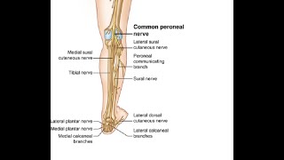 Two Minutes of Anatomy Common Peroneal Nerve [upl. by Htesil]