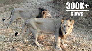 Asiatic Lion  Sasan Gir  INDIA [upl. by Dede]