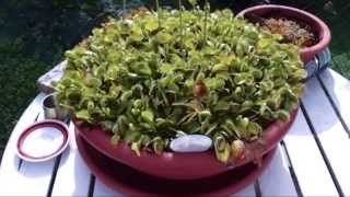 My venus flytrap Dionaea Muscipula incredible growth [upl. by Nawyt]